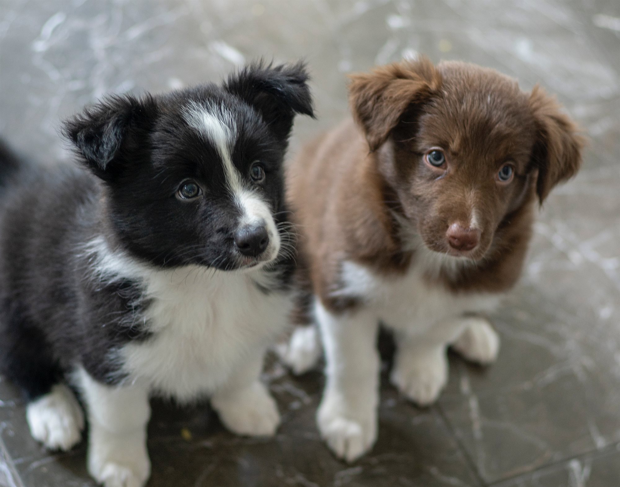 Hundefoder | Hvornår skal jeg skifte hvalp voksenfoder? - Favorit Petfood