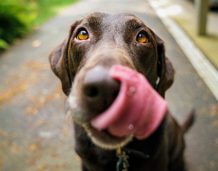 4 gode råd til din hunds kost