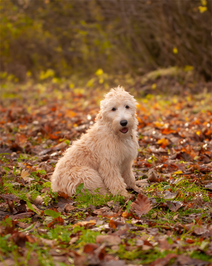 Spiser Favorit med stort velbehag