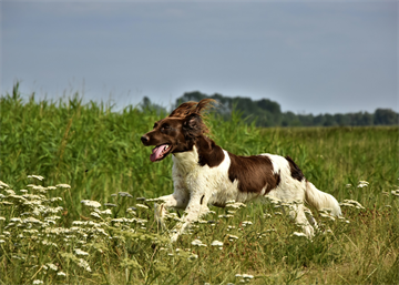 Hvornår skal jeg fodre med AKTIV hundefoder?